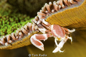 Porcelain Crab
Lembeh Strait, Sulawesi, Indonesia by Tom Radio 